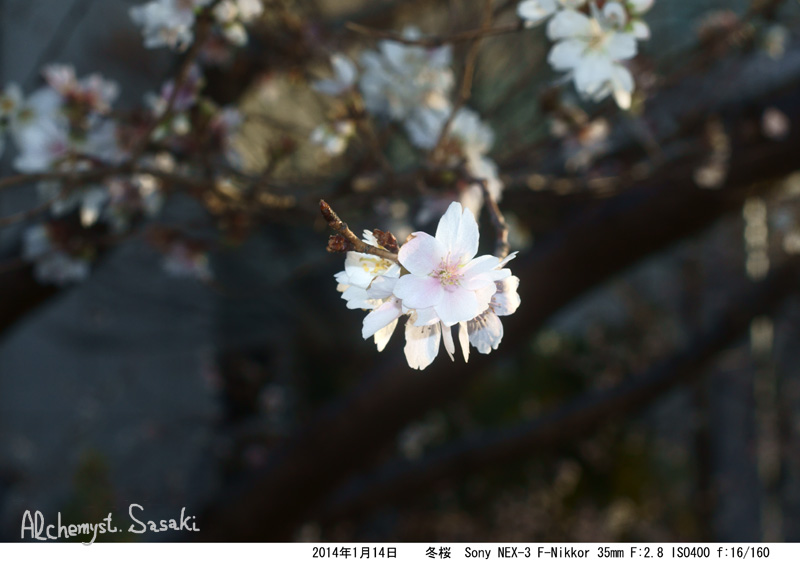 冬桜DSC05762
