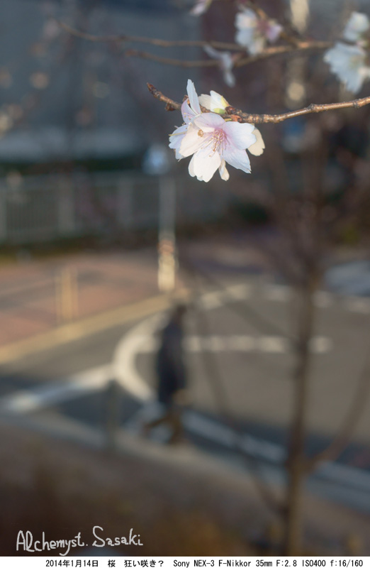 冬桜DSC05757