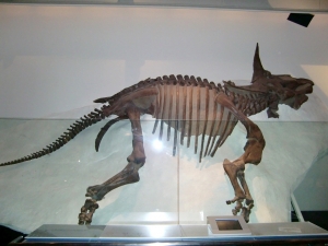 Triceratops 5