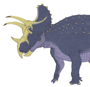 Triceratops 6