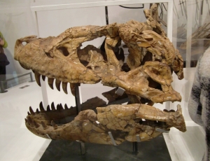 Tarbosaurus 7
