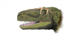 Albertosaurus 1