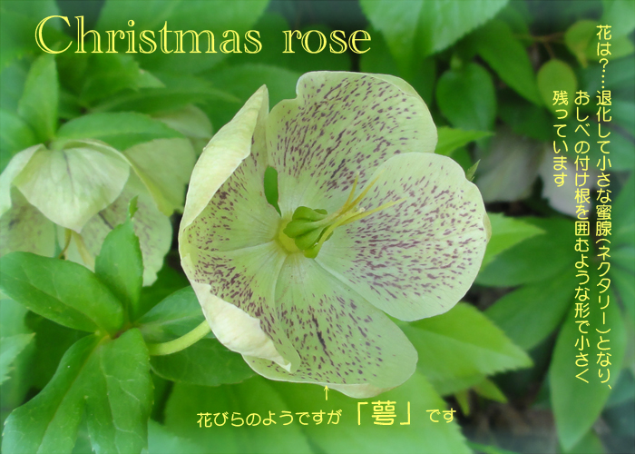 Christmas rose