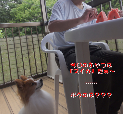 スイカ食べたいなぁ~