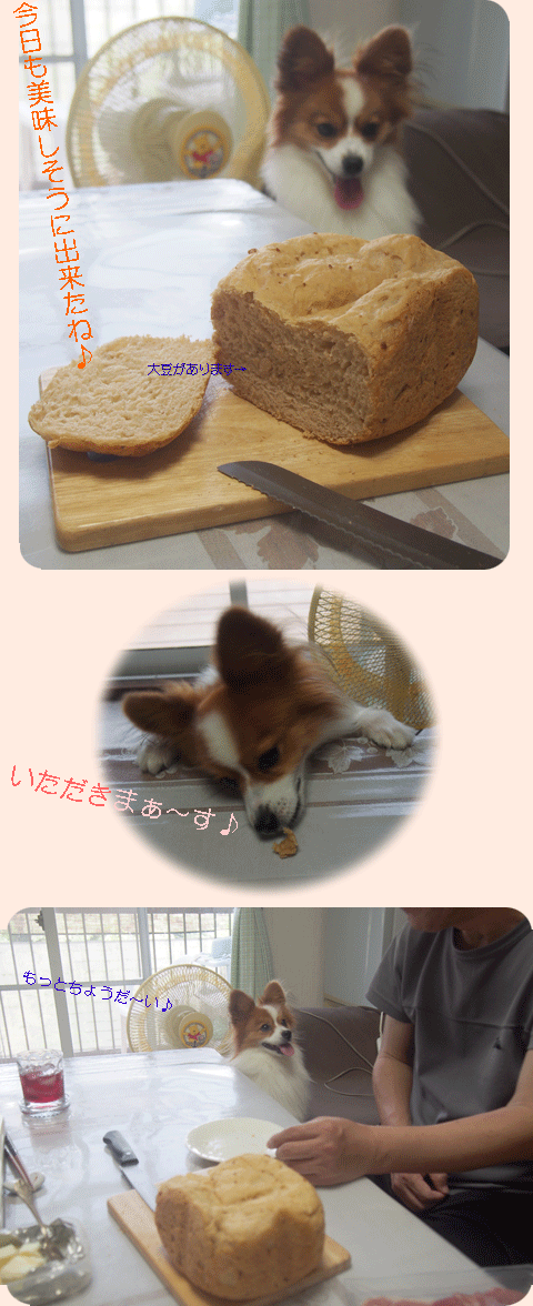 大豆入りパン (ﾟ∀ﾟ*)ﾉ