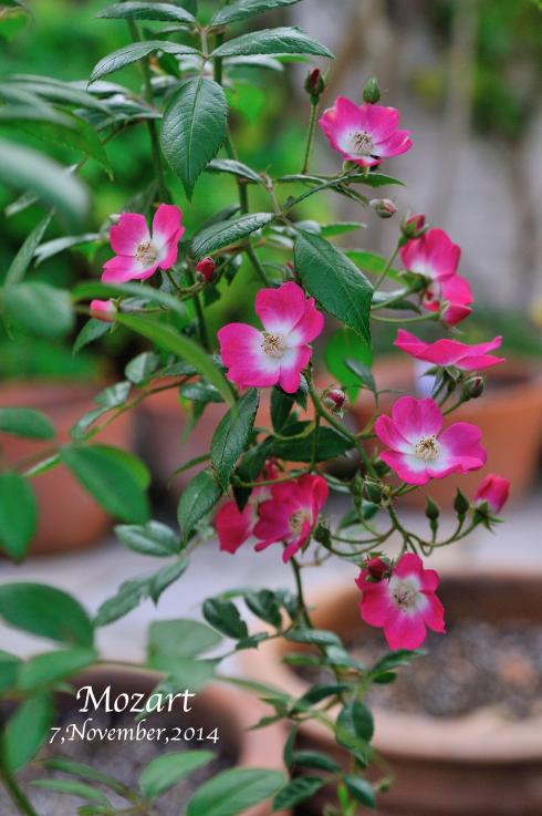 Change My Garden Change My Life ピンクの一重のつるバラ モーツアルトも咲いています
