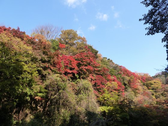 遊歩道からの眺める紅葉