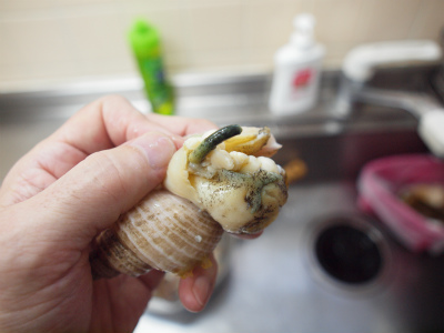 つぶ貝の煮付け 下茹して唾液腺をとる 魚料理と簡単レシピ