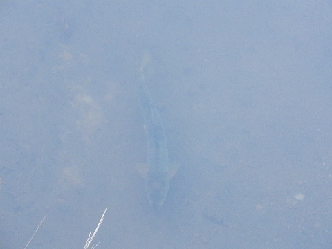 2013秋の鮭