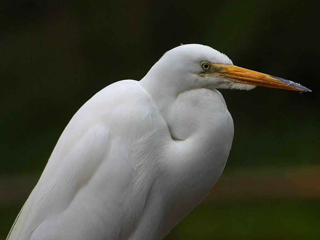egret-2.jpg