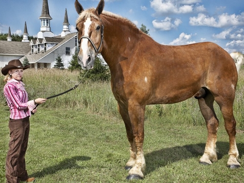 世界最大の馬ってどれくらい大きいの？
