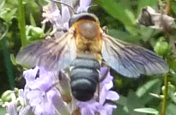 オオハラナガツチバチb