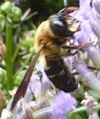 オオハラナガツチバチ