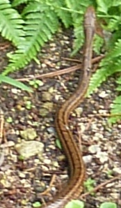 シマヘビの幼蛇b
