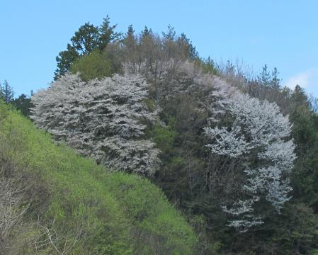 長野県　桜