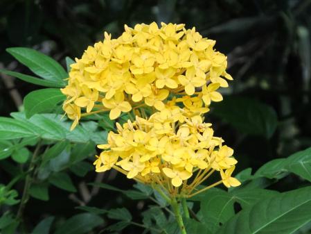 サンタンカ　黄花