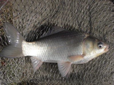 中川 ヘラブナ 35cm N氏ゲット