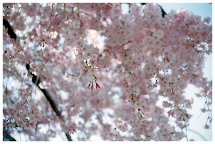 桃色桜１