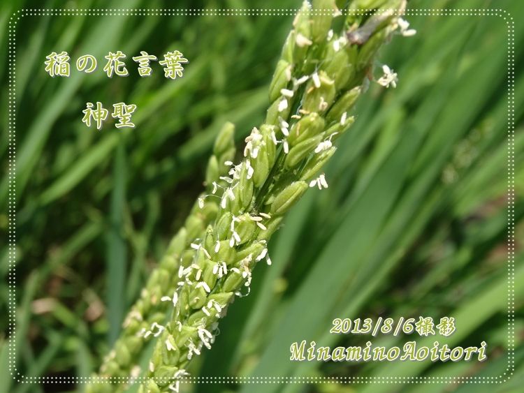 稲の花言葉2013･8･6 073