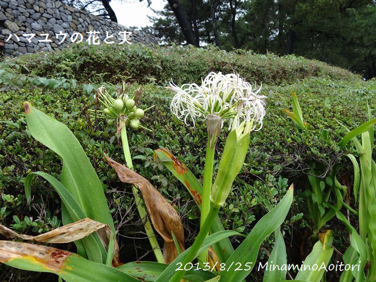 ハマユウの花と実2013･8･25 082