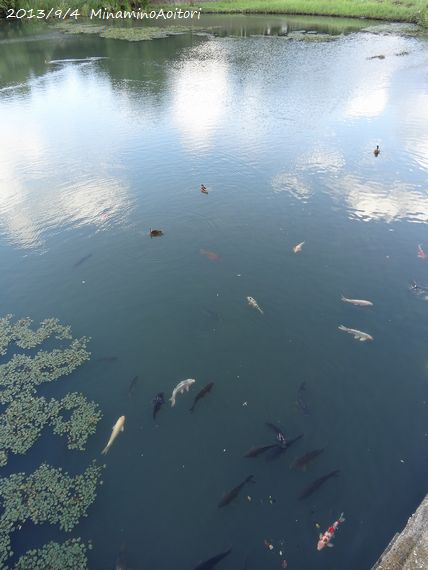 池に鯉2013･9･4 026