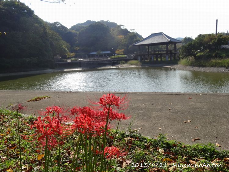 彼岸花・池2013･9･21 008