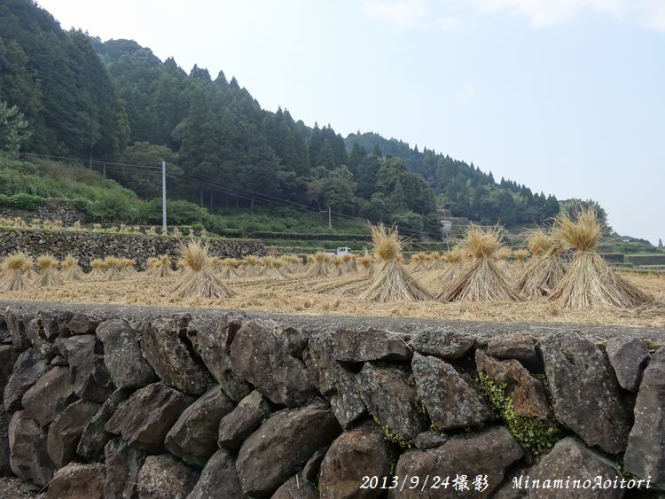 石垣と干し稲2013･9･23 111
