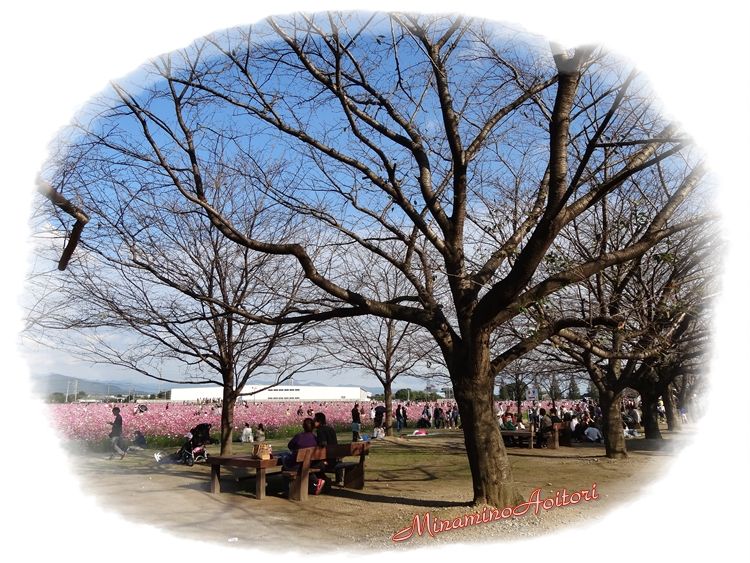 桜並木2013･10･20 145
