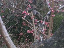 ～名城と咲き誇る桜