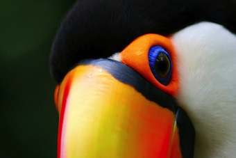 toucan-eye-5_l.jpg