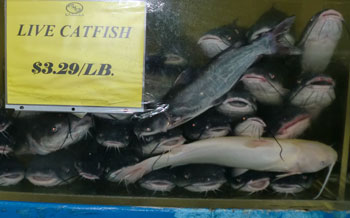 catfish1301.jpg