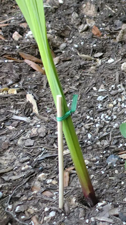 gladiolus5.jpg