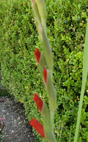 gladiolus7.jpg