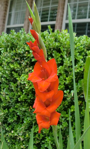 gladiolus8.jpg