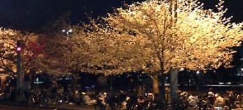2013夜桜