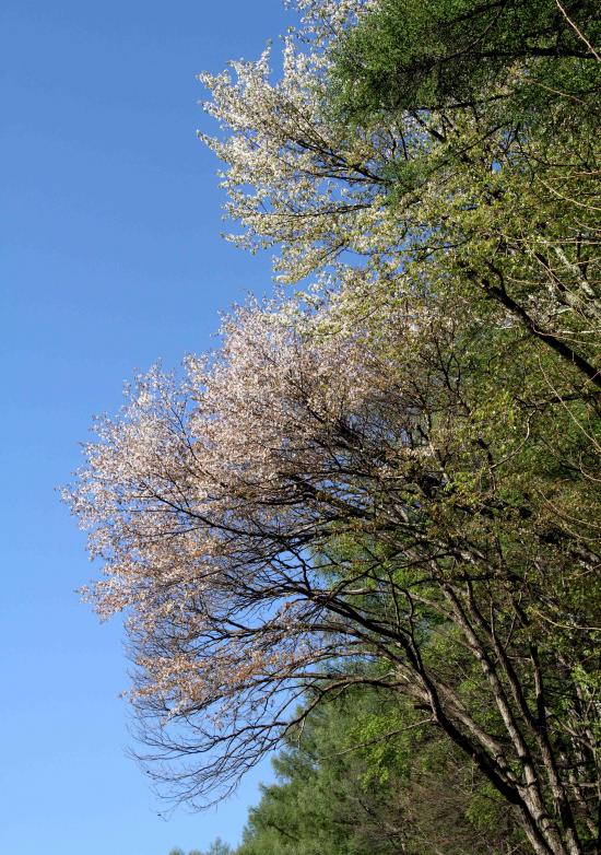 山桜と新緑(3)