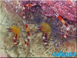 Blue-legged boxer shrimp 