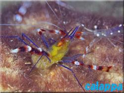 Blue-legged boxer shrimp 