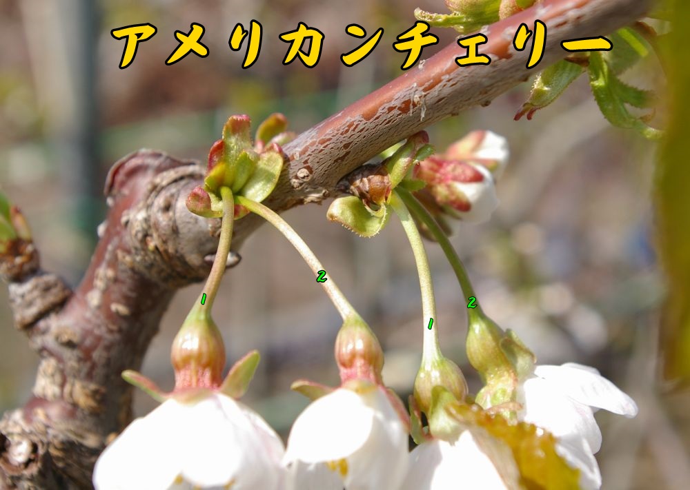 さくらんぼの花芽観察 1花叢に何花咲く ウイークエンド果樹栽培 トピックス