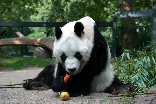 パンダは動物円の動物食費ランキングで堂々第一位！？