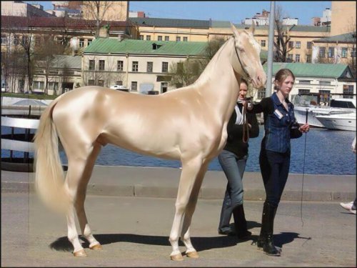 世界一美しい馬はこんな馬