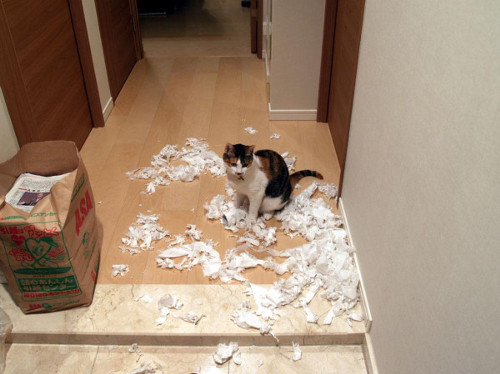 ついやっちゃう。紙が大好きな猫(写真3枚)