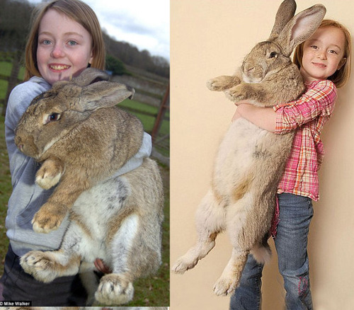 世界一ウサギ。その大きさは・・・