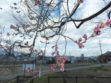 ３月２８日の桜
