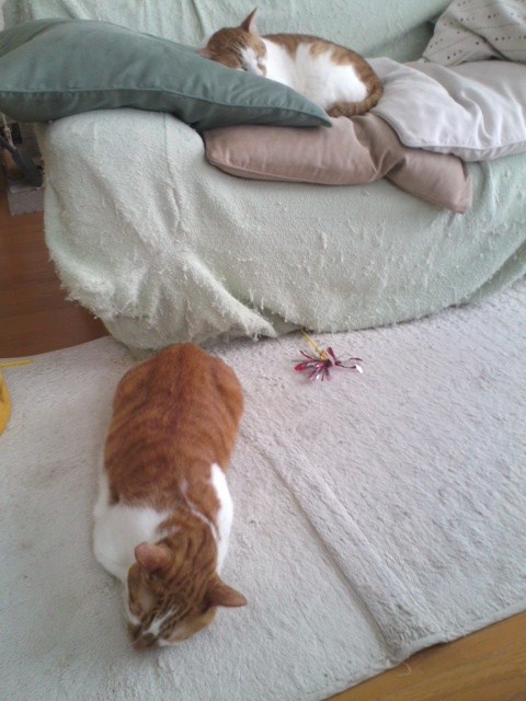 ソファの上と下猫