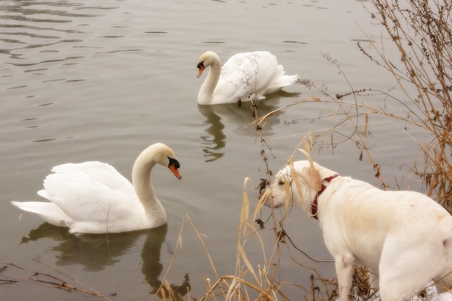 犬と白鳥