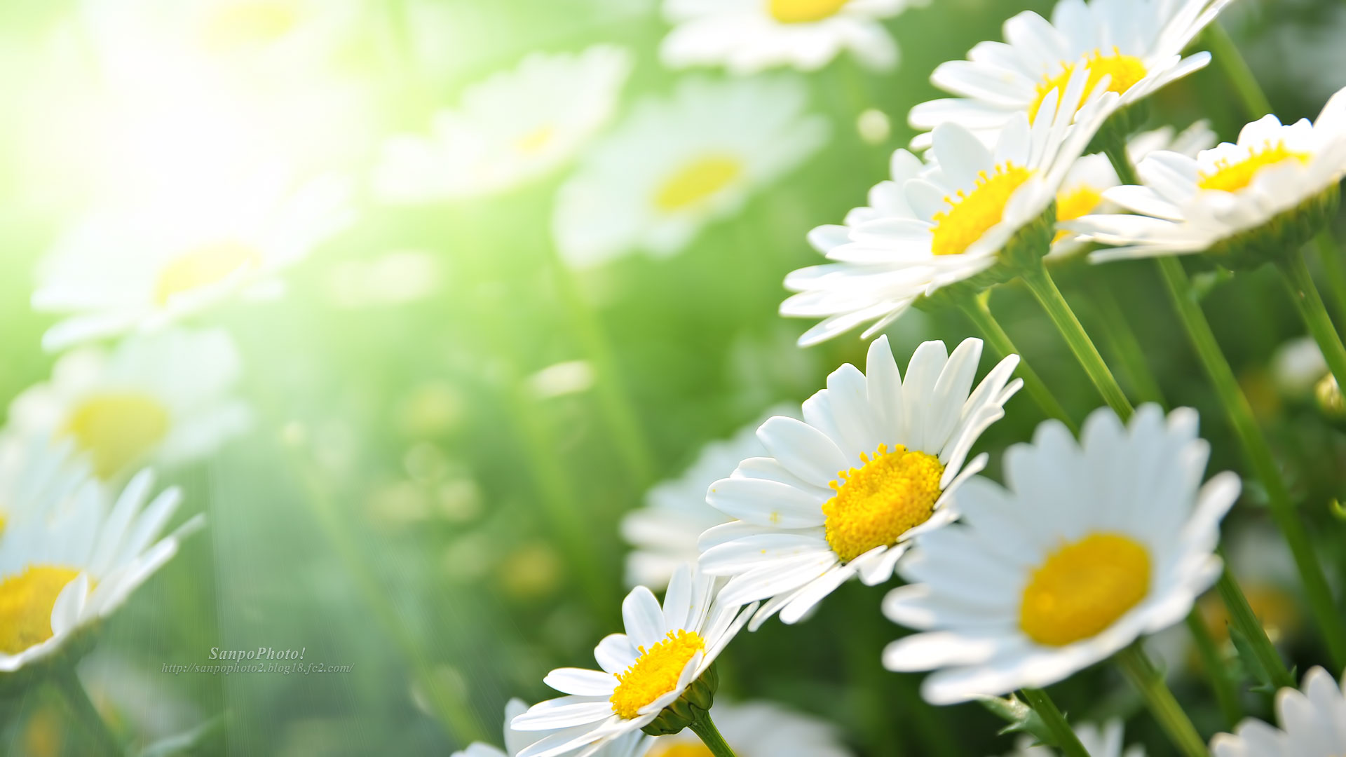 すべての美しい花の画像 最新花 デスクトップ 壁紙 無料 風景